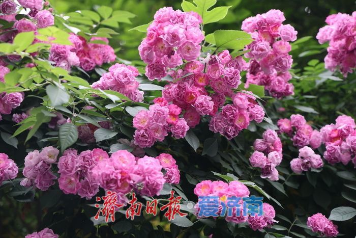 千佛山蔷薇花带扮靓登山路 “花漾”景致引游客驻足流连