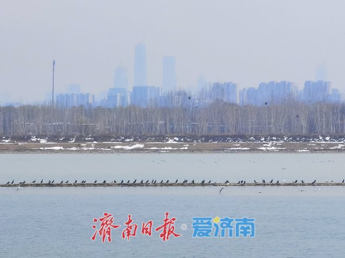 泉城春意浓，水鸟 “绘春图”