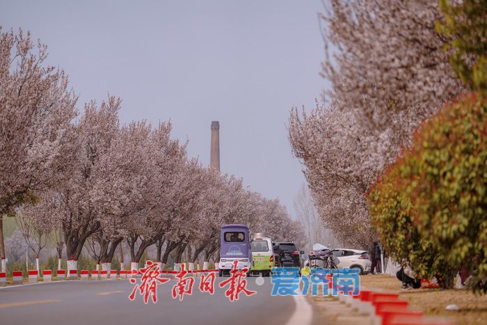 济南黄河大堤紫叶李大道进入最佳观赏期 春日盛景引市民打卡