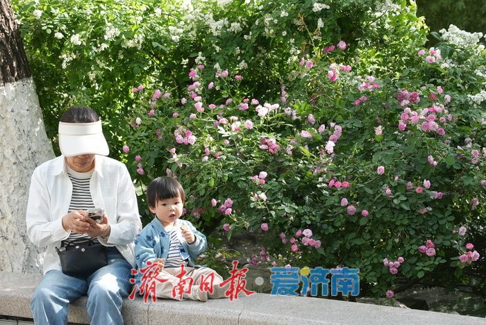 蔷薇花海灿若云霞 肆意盛放尽显诗意