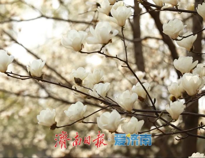 看玉兰花，还有济南植物园