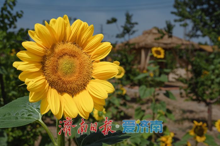 济南历城朱家庄向日葵盛放，点亮盛夏色彩