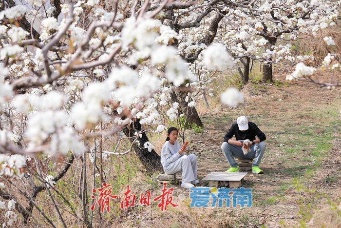 一年四季 “泉”在济南丨千亩梨花白胜雪 踏春赏花正当时