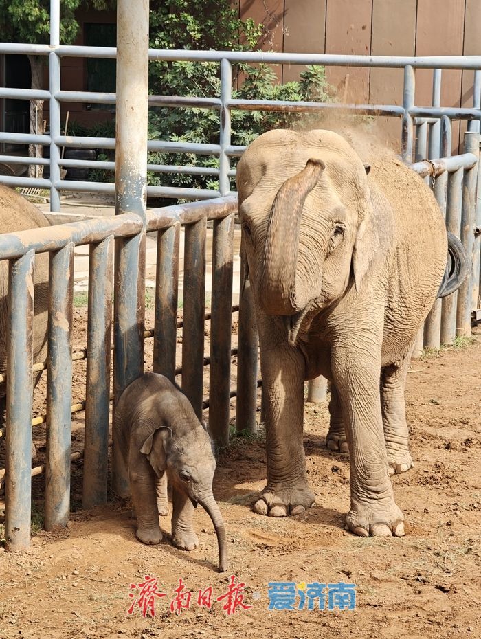 一年四季 泉在济南丨济南动物园喜迎亚洲象新成员，满月“糯米团子”成最萌打卡焦点