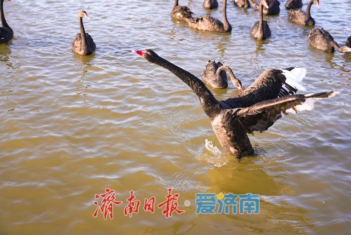 济西湿地黑天鹅当 “居民明星”，引客共赏生态趣
