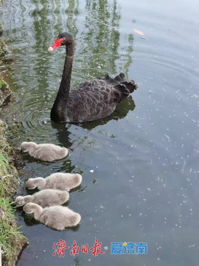 神奇动物在济南，秒变城市“代言人”