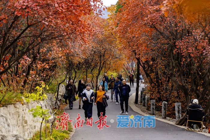 济南红叶谷氛围感拉满！沉浸式感受“万山红遍”的限定浪漫
