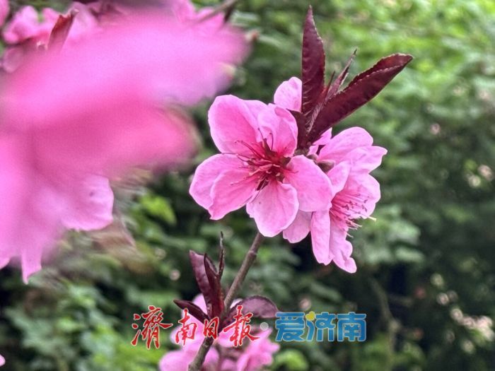 一年四季 泉在济南｜桃花映长街 春意满泉城