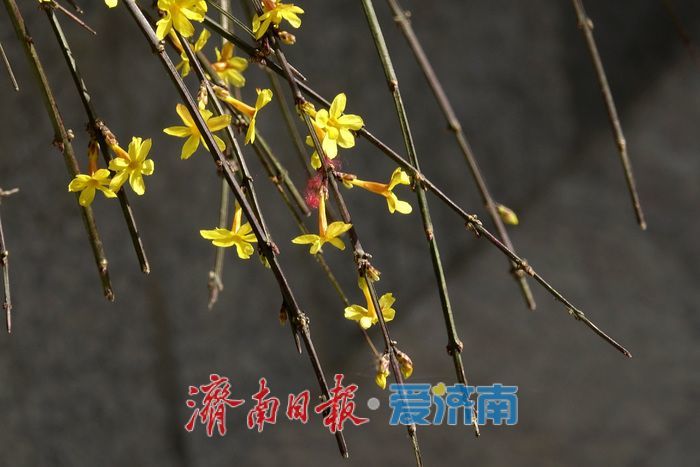 一年四季 泉在济南丨迎春花开报春来，一帘金蕊缀泉城