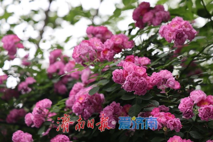 千佛山蔷薇花带扮靓登山路 “花漾”景致引游客驻足流连