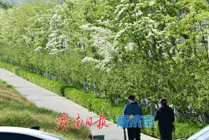 济南绸带公园流苏盛开，春日美景惹人醉