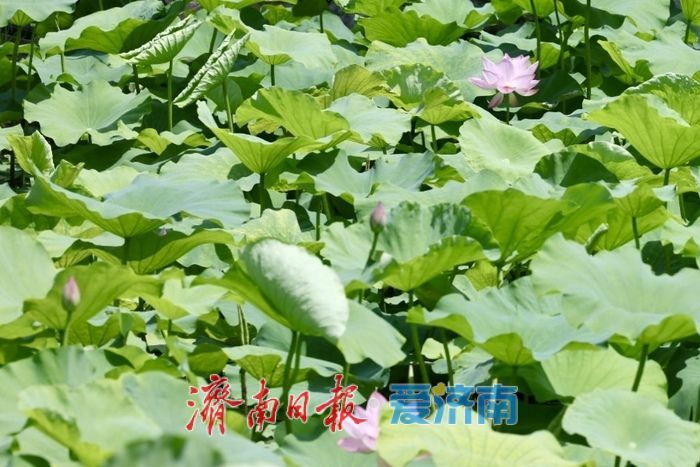 一年四季 泉在济南丨泉城公园荷花初绽 扮靓济南仲夏