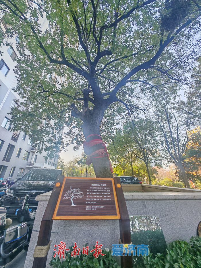 百年古槐焕新生，历下区再添两处古树园