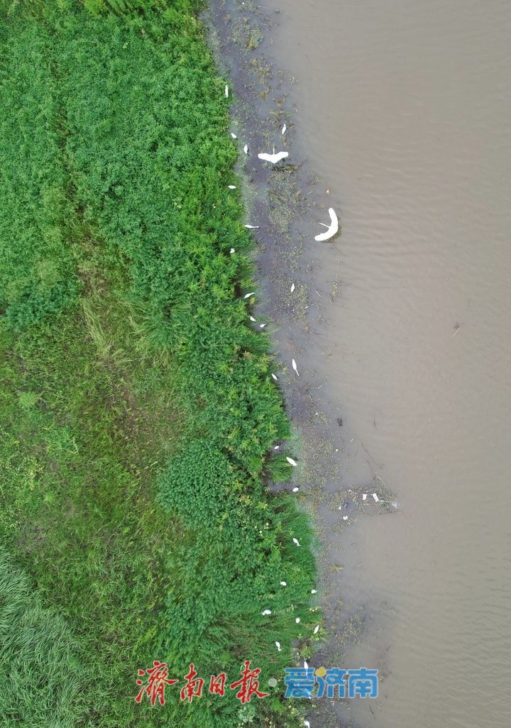 一年四季 泉在济南丨雨后大冶水库烟雨朦胧白鹭飞