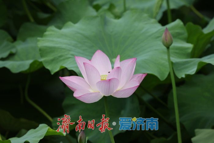 一年四季 “泉”在济南丨荷风送香！泉城公园荷花盛开迎来观赏季