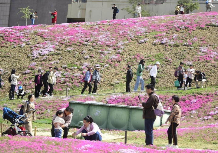 “泉”在济南过五一｜济南最大福禄考花海清明假期人气爆棚
