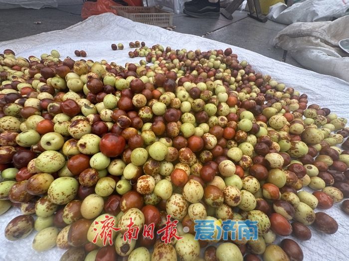 野生酸枣上市“身价高”，新鲜果一斤售价8元