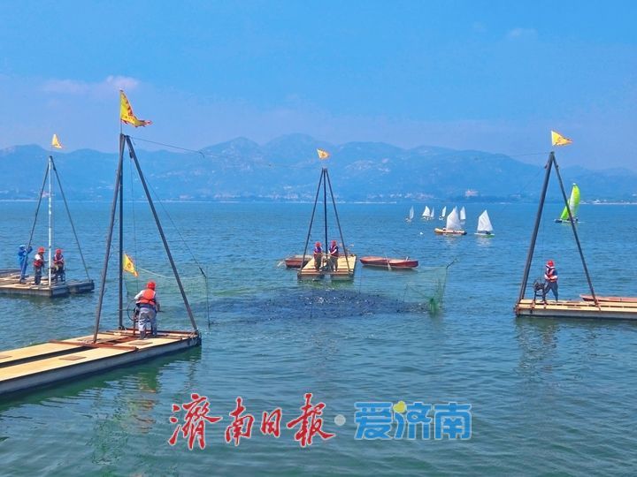 鱼跃满舱迎盛夏！济南雪野湖开渔捕鱼绘就生态丰收图景