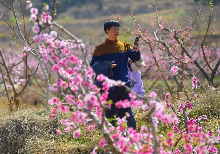 满树粉黛迷人眼，济南现实版“桃花源”等你来打卡