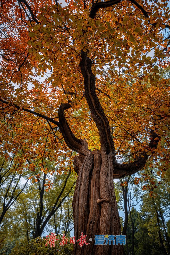 一年四季 泉在济南丨济南南郊宾馆公园：古桥红叶相辉映，满园秋意醉游人