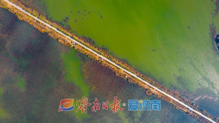 罕见！章丘白云湖首次迎来白化白骨顶