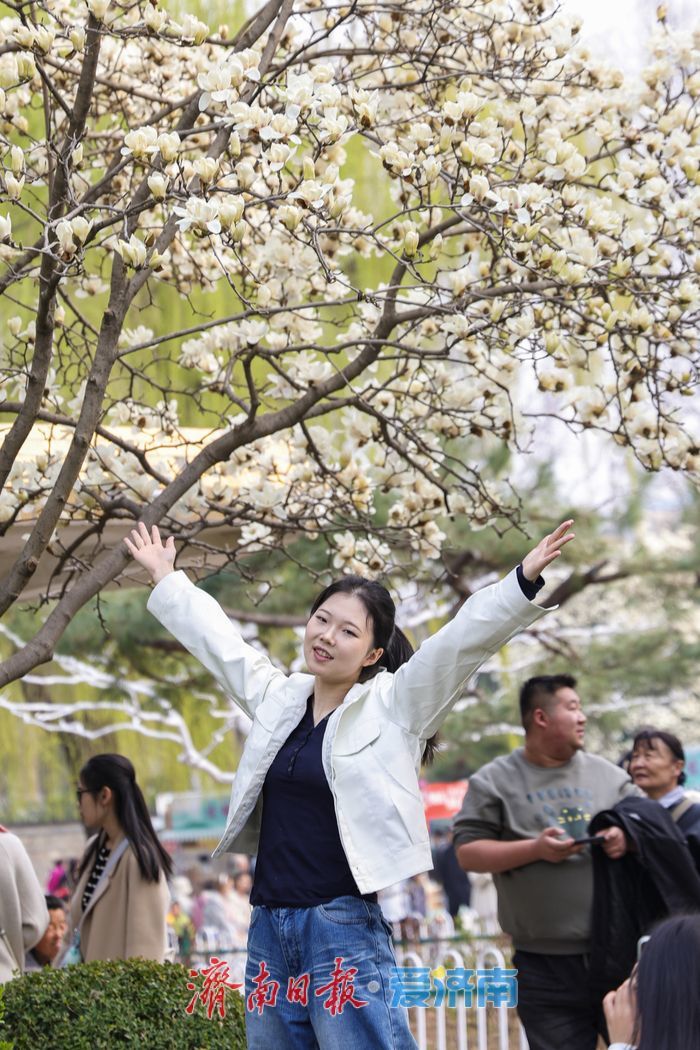 玉兰花开春意浓