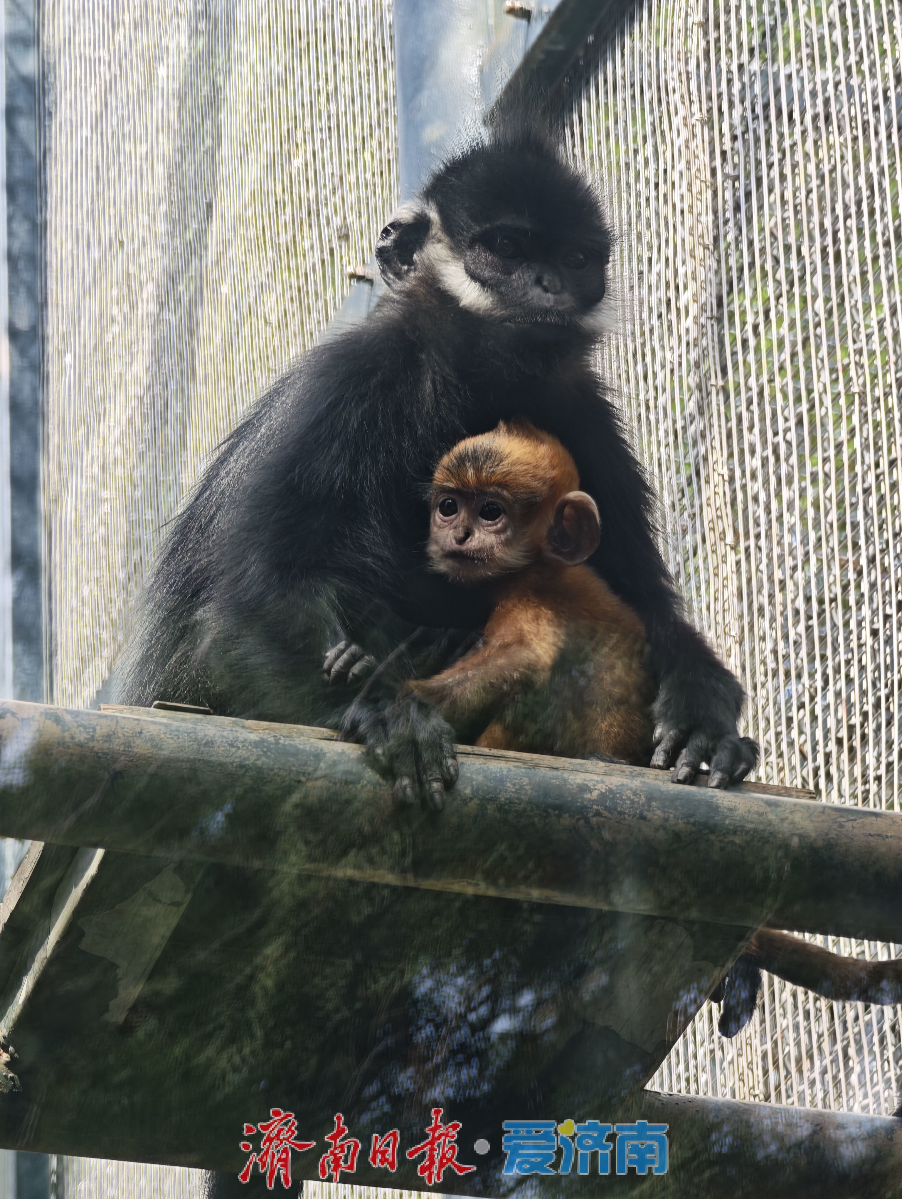 济南动物园高颜值猴宝宝“小龙”走红，头顶渐黑，打卡要趁早