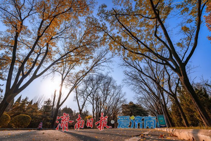 济南降温迎清透蓝天 南郊宾馆公园冬日景致美如画