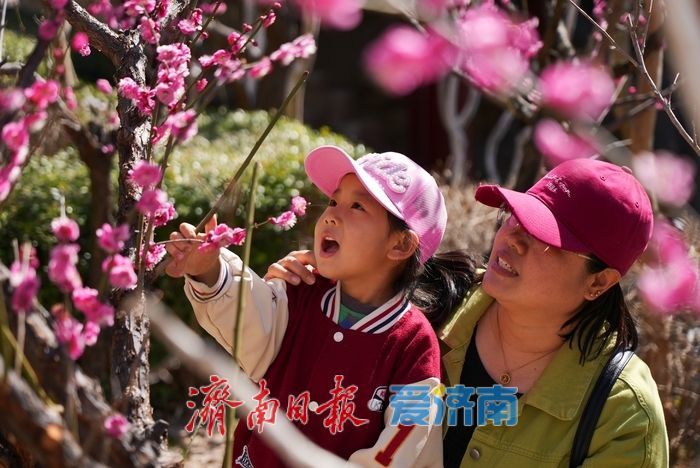 满谷芬芳！济南红叶谷梅花进入最佳观赏期