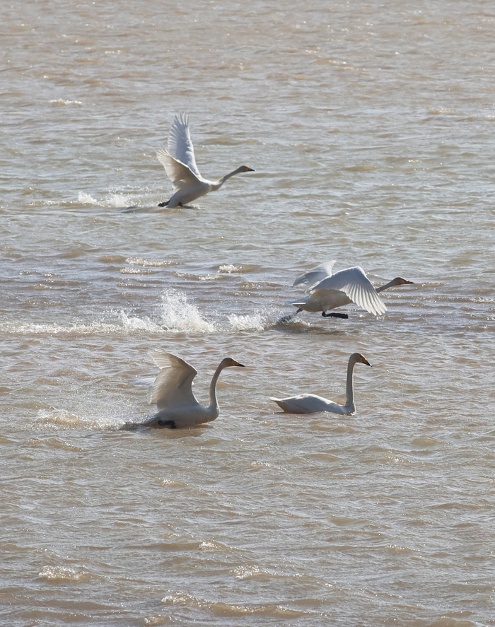 天鹅起舞闹新春 市民观鸟度假日