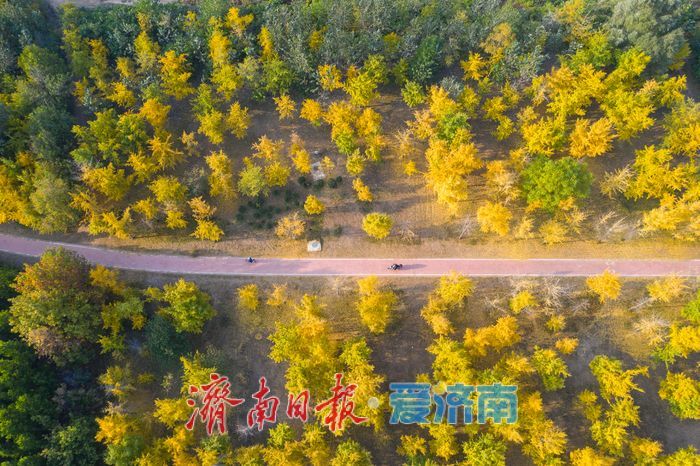 一年四季 泉在济南丨金叶翩跹母亲河 百亩银杏绘就生态画卷