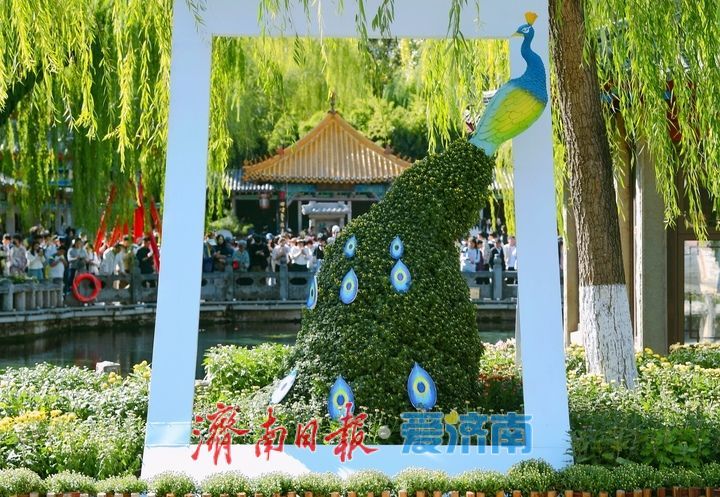 赏名泉喷涌品菊影婆娑，第47届趵突泉金秋菊展即将启幕