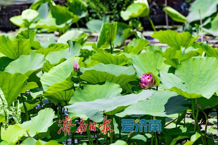 一年四季 泉在济南｜荷风初起夏意浓 济南大明湖荷花陆续绽放启幕初夏美景