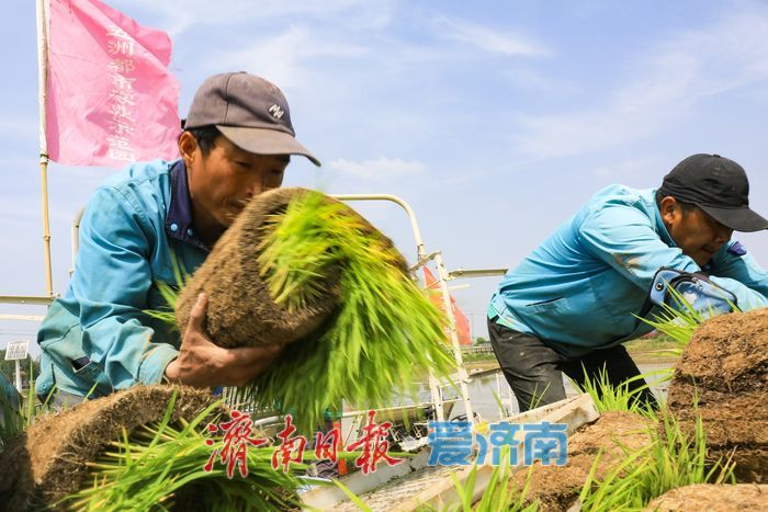 小满时节插秧忙