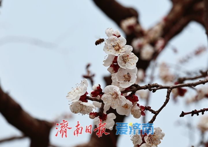 春花烂漫景色美 市民踏青享春光