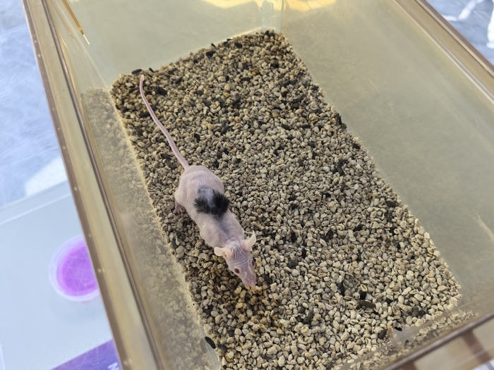 从“芯”突破到“肤”能再生，山东生物医药产业链加速升级