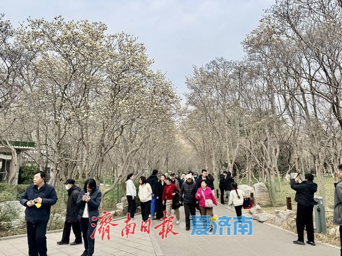 春雨润繁花 百花公园玉兰盛放醉泉城