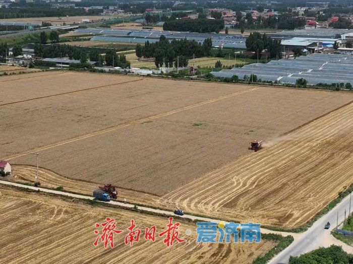 蹲在麦地里“数”收成 济南夏粮实割实测一线见闻