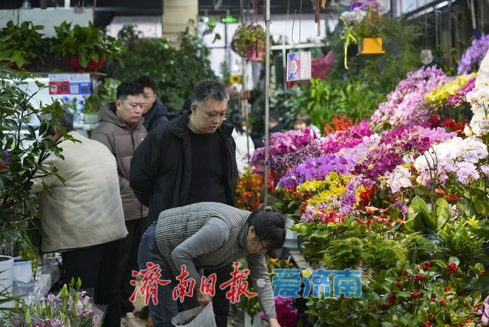 春节临近 年宵花市场迎来销售旺季