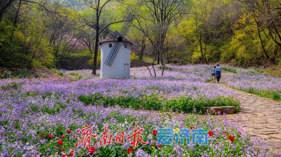 治愈系风景！在红叶谷欧洲风情谷，看漫山紫花如浪