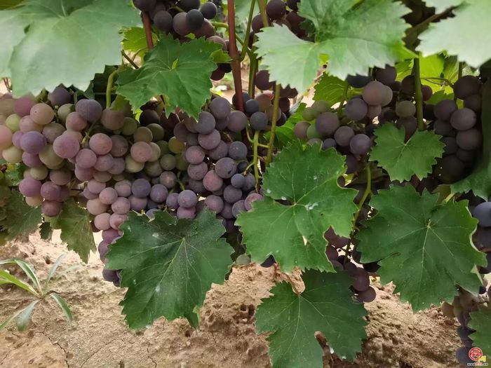 “这里是章丘！”·美食篇·龙山