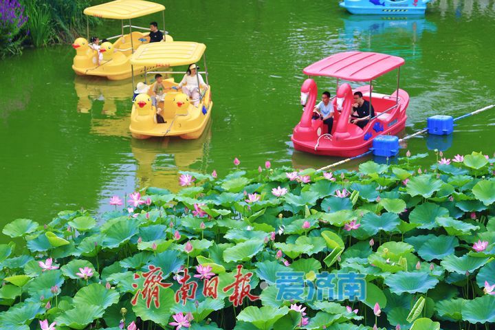 一年四季 泉在济南丨荷花绽放添美景 市民游园享清凉