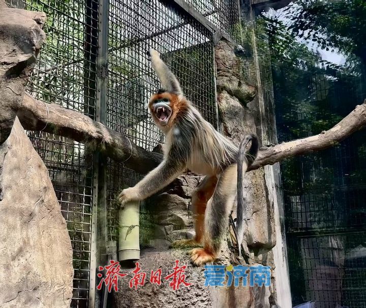 一年四季 泉在济南｜济南动物园开启动物“益智食光”