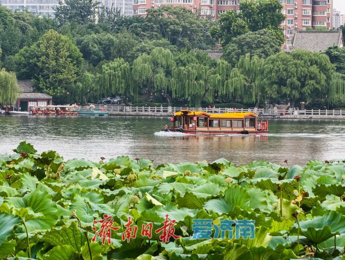 秋染大明湖，晨昏皆如画
