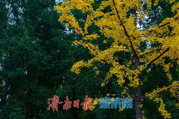 一年四季 泉在济南丨济南世纪大道银杏迎最佳观赏期 “黄金长廊”引客驻足