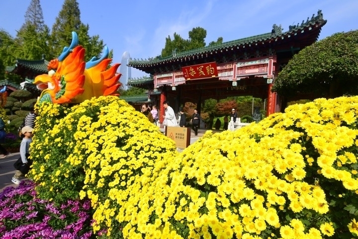 花漾泉城·菊舞趵突 第45届趵突泉金秋菊展今日启幕