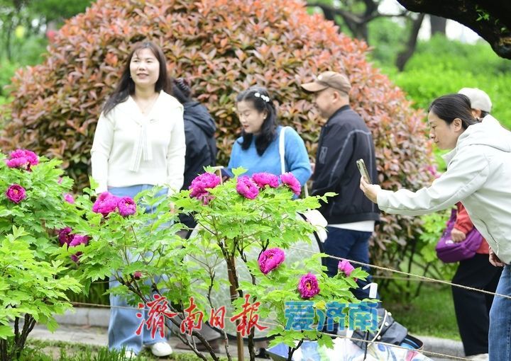 一年四季 泉在济南丨雨润牡丹娇艳欲滴，泉城市区最大牡丹园春色无边