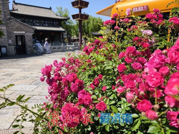 一年四季 泉在济南丨繁花织锦缎 百花洲月季扮靓泉城街巷