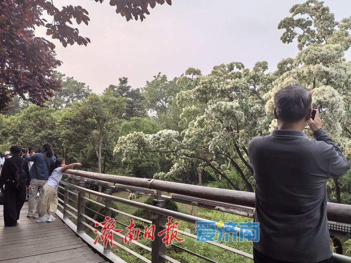 济南暮春限定“顶流”来了！