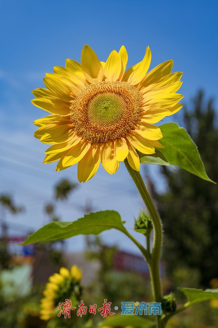济南历城朱家庄向日葵盛放，点亮盛夏色彩